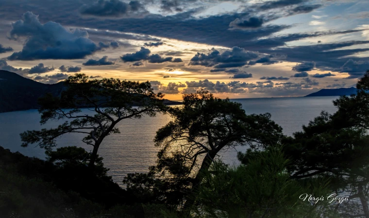 ağaçlar ve deniz