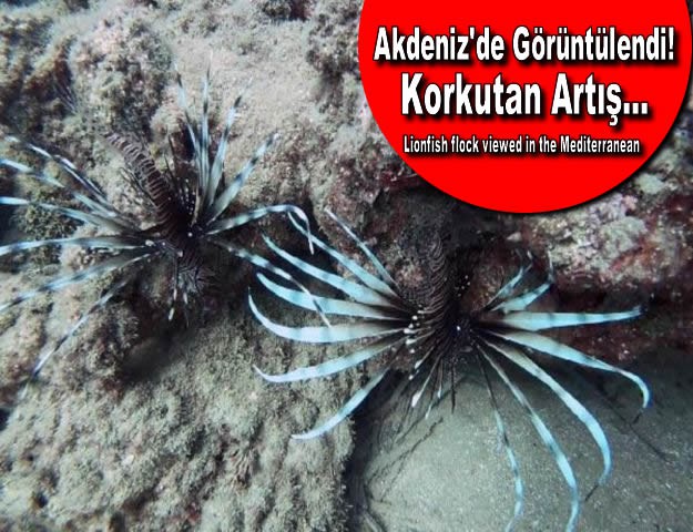 Akdeniz'de Görüntülendi! Korkutan Artış...