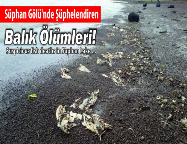 Süphan Gölü'nde Şüphelendiren Balık Ölümleri!