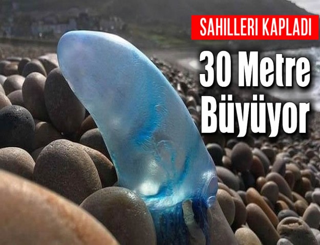 Sahilleri Kapladı, 30 Metre Büyüyor