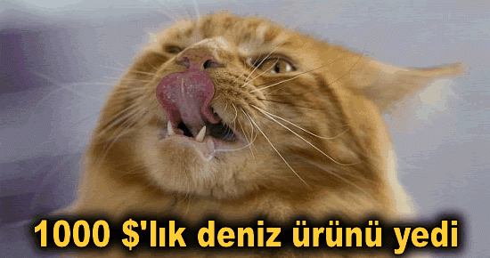 1000 $'lık deniz ürünü yedi