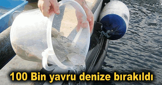 100 Bin yavru denize bırakıldı