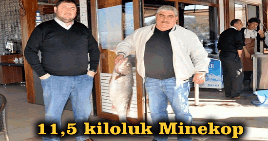 11,5 kiloluk Minekop