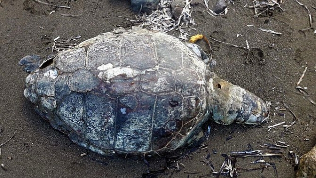 Caretta carettayı öldürdüler