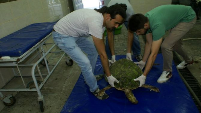 Yaralı caretta carettalar tedavi altına alındı