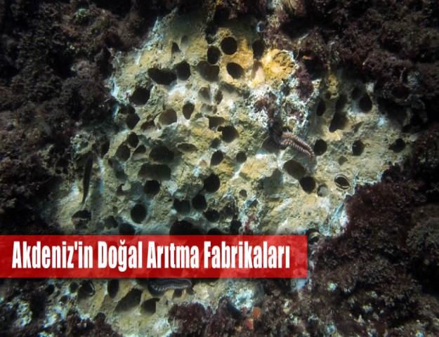 Akdeniz'in Doğal Arıtma Fabrikaları