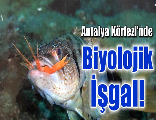 Antalya Körfezi'nde Biyolojik İşgal!