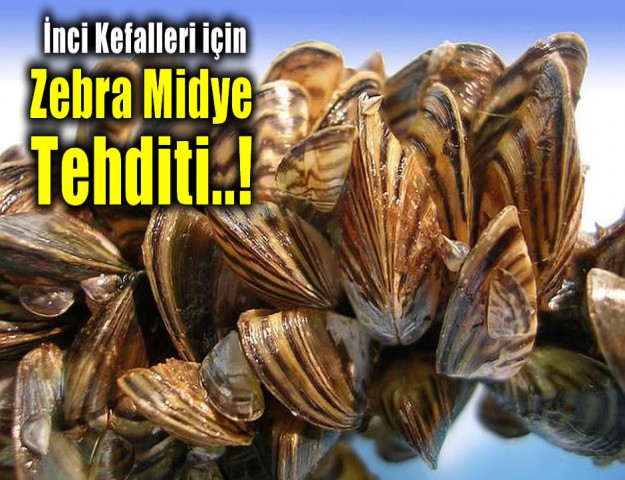 İnci Kefalleri için Zebra Midye Tehditi