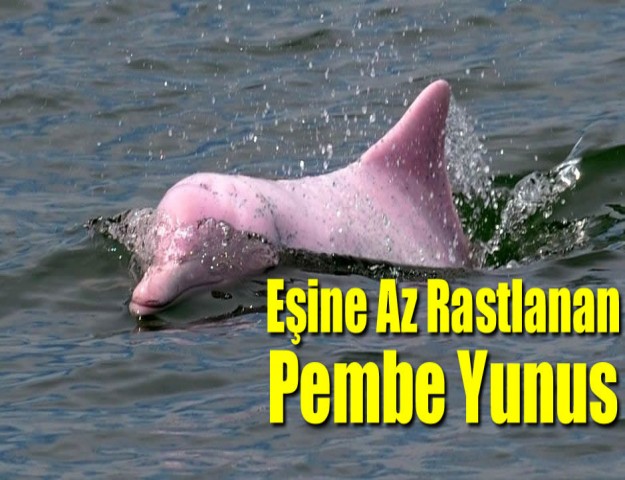 Eşine Az Rastlanan Pembe Yunus