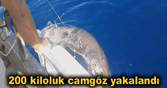 200 kiloluk camgöz yakalandı