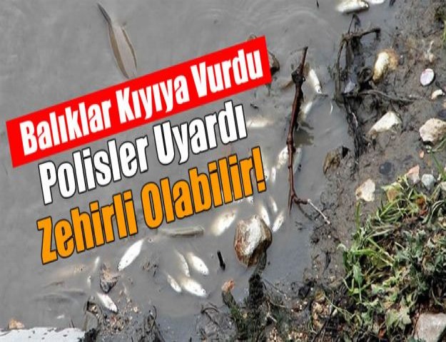 Balıklar kıyıya vurdu, Polisler uyardı: Zehirli olabilir!