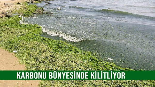 Karbonu bünyesinde kilitliyor