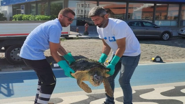 Yaralı Caretta İzmir’i sevdi