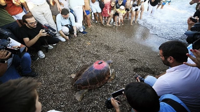 Lara Barut Collection’ın destekleri ile denizle buluşan Caretta Caretta, bir yılda 3000 km yol katetti