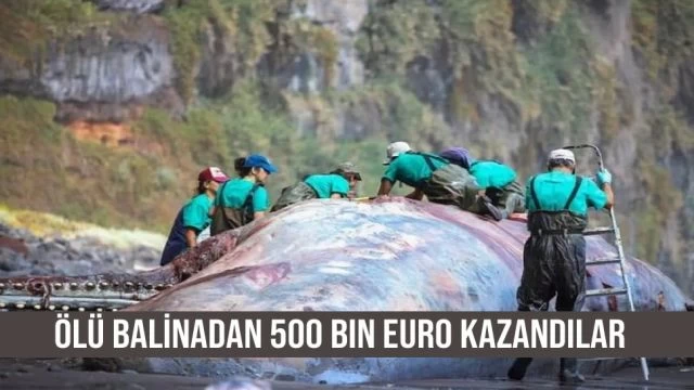 Ölü balinadan 500 bin Euro kazandılar