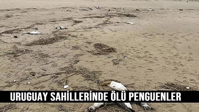 Uruguay sahilleri ölü penguenlerle doldu