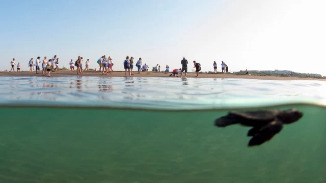 ’Caretta Caretta’lar Akdeniz’le buluşturuluyor