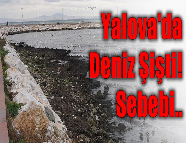 Yalova'da Deniz Şişti! Sebebi..