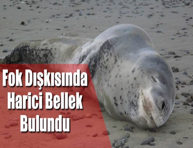 Fok Dışkısında Harici Bellek Bulundu