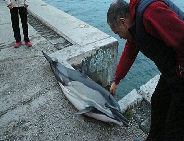 Sarıyer sahilinde bulundu! Görenler şaşkına döndü