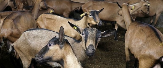 26 koyun, 10 keçi ve gemi kaptanı