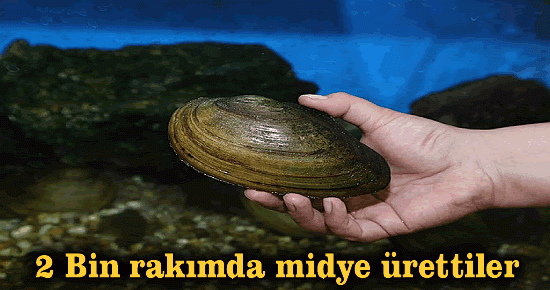 2 Bin rakımda midye ürettiler