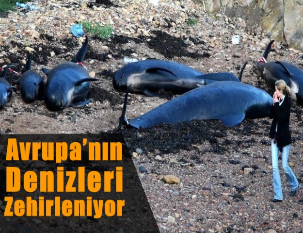 Avrupa’nın Denizleri Zehirleniyor