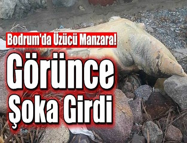 Bodrum'da Üzücü Manzara! Görünce Şoka Girdi