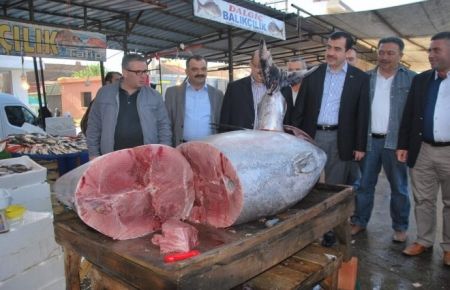 330 Kiloluk Balık Ağlara Takıldı