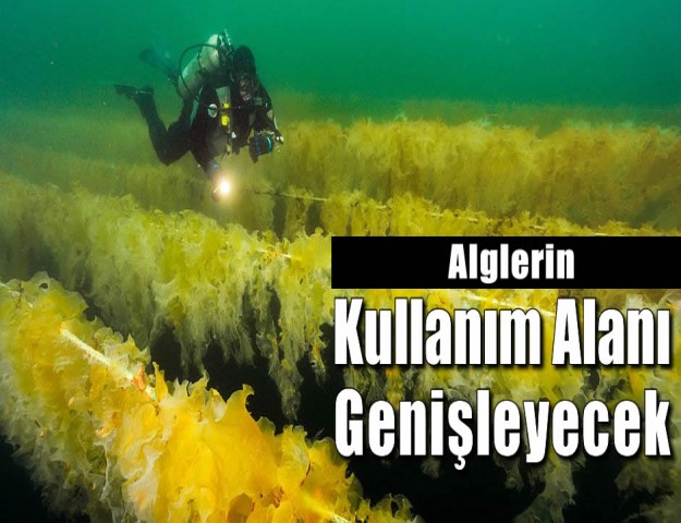 Alglerin Kullanım Alanı Genişleyecek