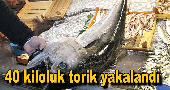 40 kiloluk Torik yakalandı