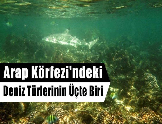 Arap Körfezi'ndeki Deniz Türlerinin Üçte Biri...