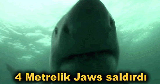 4 Metrelik Jaws saldırdı