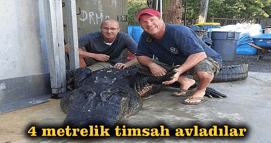 4 metrelik timsah avladılar