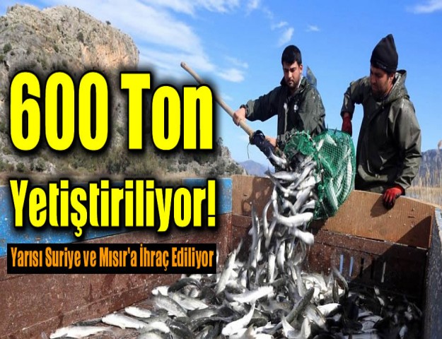 600 Ton Yetiştiriliyor! Yarısı Suriye ve Mısır'a İhraç Ediliyor