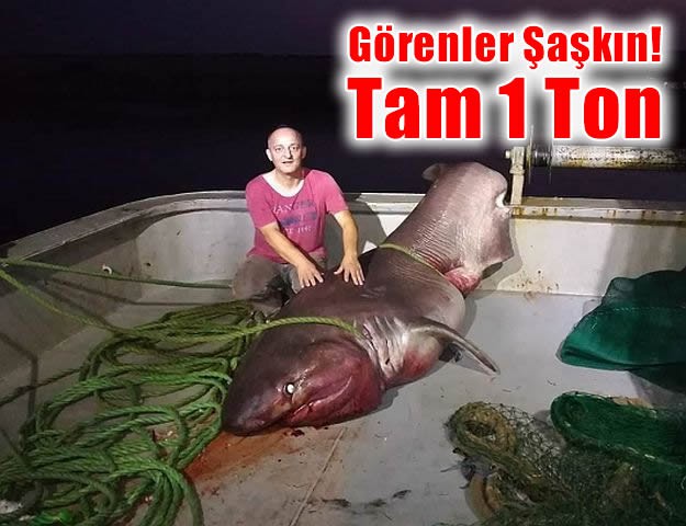 Görenler Şaşkın! Tam 1 Ton