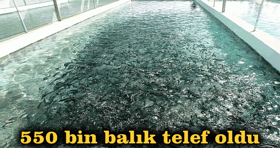 550 bin balık telef oldu