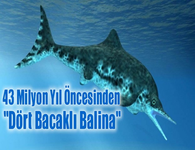 43 Milyon Yıl Öncesinden ''Dört Bacaklı Balina''