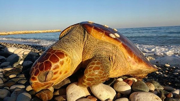 Sahile ölü caretta vurdu