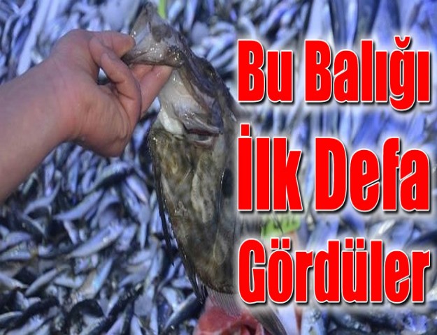 Bu Balığı İlk Defa Gördüler