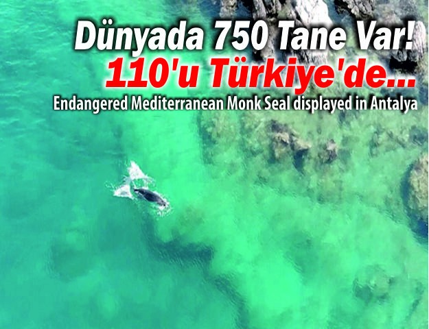 Dünyada 750 Tane Var! 110'u Türkiye'de...