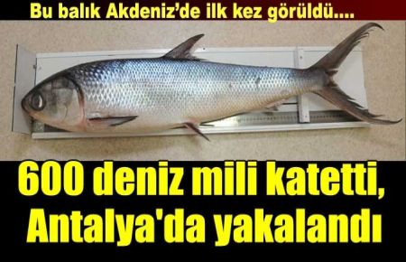 600 deniz mili katetti, Antalya'da yakalandı