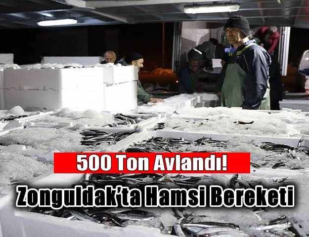 Zonguldak’ta hamsi bereketi 500 ton hamsi avlandı!