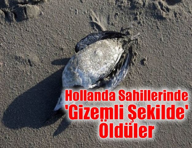 Hollanda Sahillerinde 'Gizemli Şekilde' Öldüler