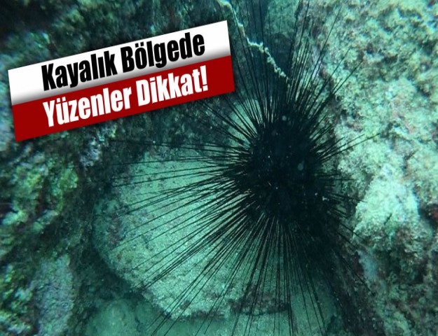 Kayalık Bölgede Yüzenler Dikkat!