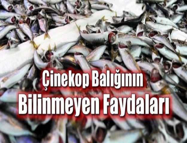 Çinekop Balığının Bilinmeyen Faydaları