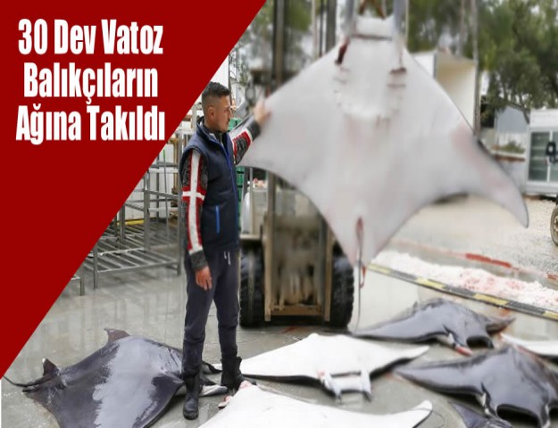 30 Dev Vatoz Balıkçıların Ağına Takıldı