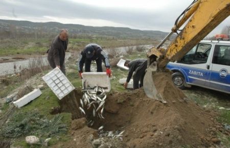 75 kilo Balık İmha Edildi