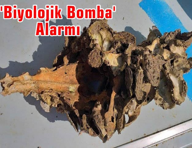 'Biyolojik Bomba' Alarmı