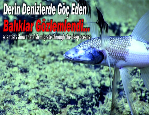 Derin Denizlerde Göç Eden Balıklar Gözlemlendi...